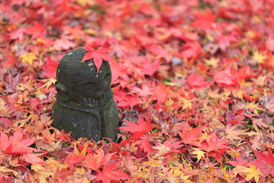 Close-up of autumn leaves on field