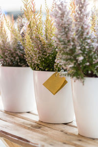 Close-up of potted plants on table