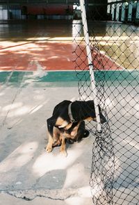 Dog standing by chainlink fence