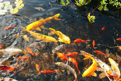 High angle view of koi carps swimming in pond