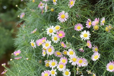 High angle view of flowering plants