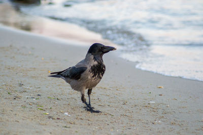 Bird perching on a beach