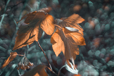 Close-up of dry leaves during autumn