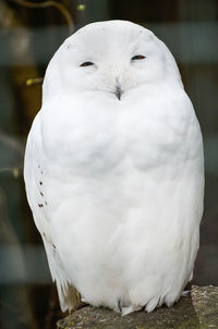 Portrait of white owl