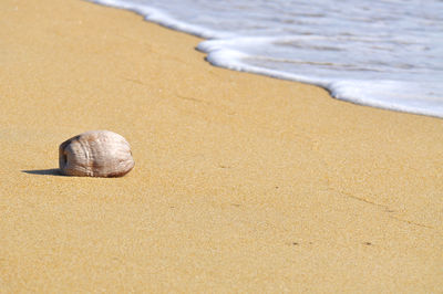 Close-up of shell on sand at beach