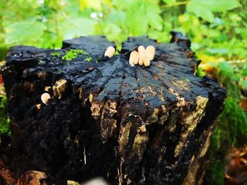 Close-up of mushroom growing on tree stump