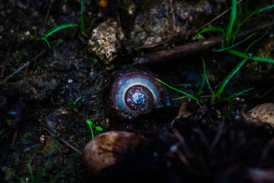 Close-up of snail on land