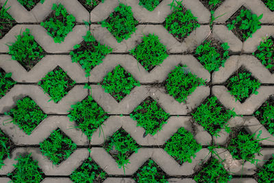 Full frame shot of plants on footpath