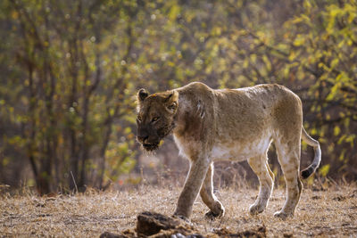 Lion walking in a forest