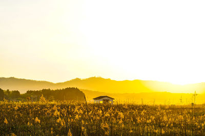 Scenic view of field against sky during sunset