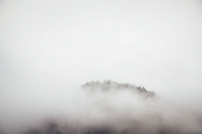 Low angle view of trees against sky