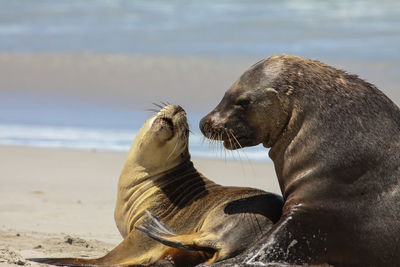 High angle view of sea lion