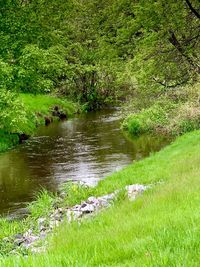 Scenic view of stream flowing in forest