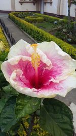 Close-up of pink flower blooming outdoors