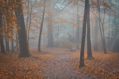 Trees in misty  forest during autumn