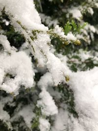 Close-up of snow covered tree