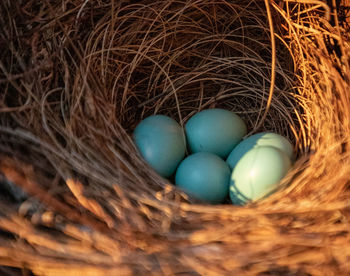 High angle view of eggs in nest