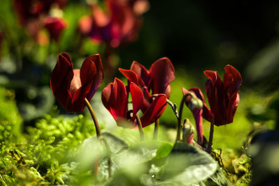 Close-up of flowers blooming outdoors