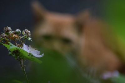 Close-up of flowers blooming outdoors