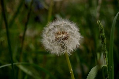 Close-up of dandelion