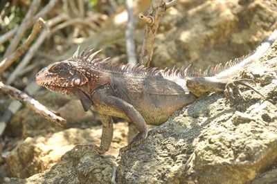 Close-up of lizard on rock