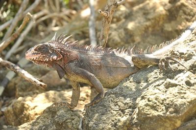 Close-up of lizard on rock