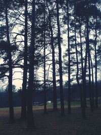 Trees against sky