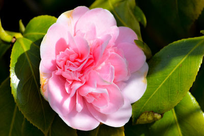 Close-up of pink flowers