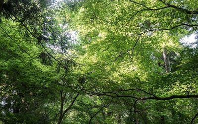Low angle view of trees in forest