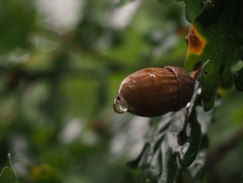 Close-up of snail on plant