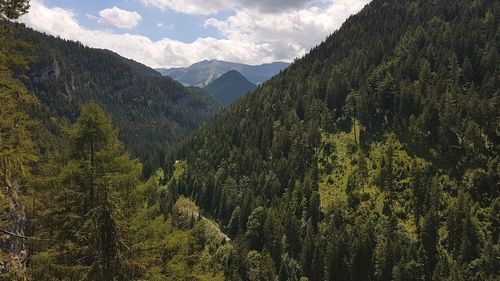 Scenic view of forest