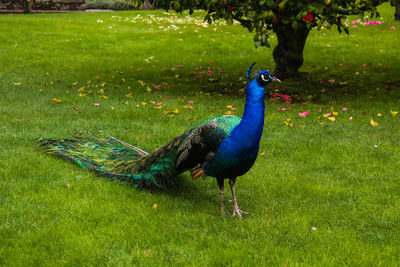 Peacock on grass