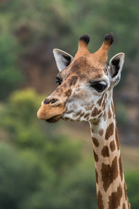 Close-up of a giraffe