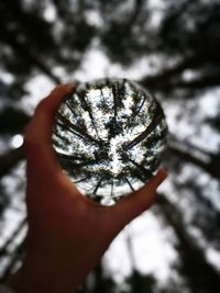 Close-up of hand holding tree