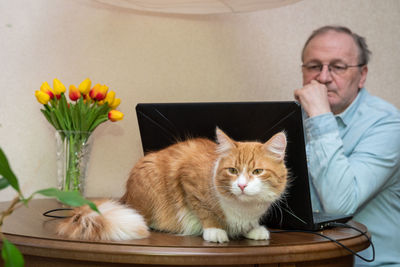 Cat looking away while sitting on table