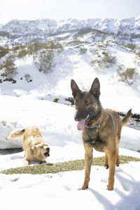 Dogs on snow covered field