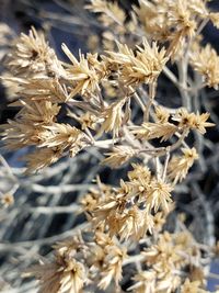 Close-up of dried plant