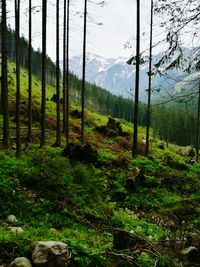 Scenic view of forest