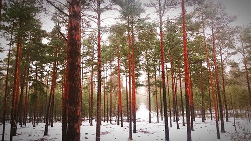 Panoramic view of lake in forest