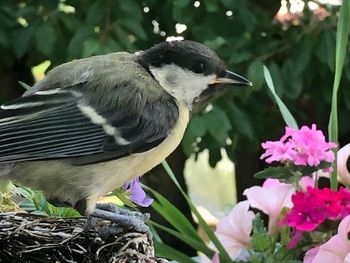 Close-up of bird perching on flower