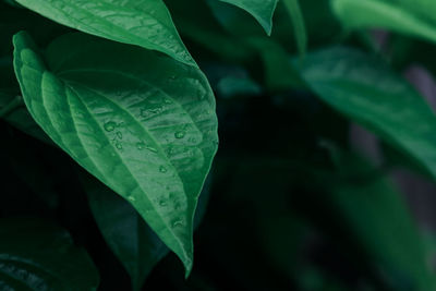 Close-up of raindrops on leaves