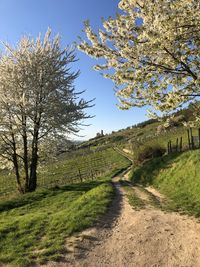 Trees on field against clear sky