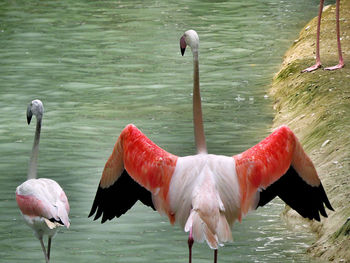 Falamingo colours in lake