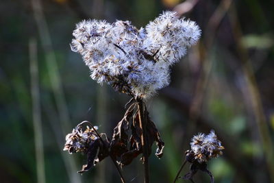 Close-up of wilted flower