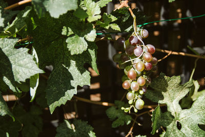 Close-up of grapes growing on plant