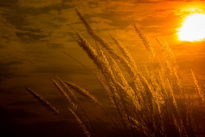 Close-up of stalks against sky at sunset