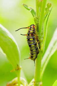 Close-up of insect on leaf