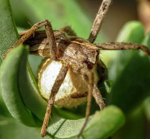 Close-up of spider on plant