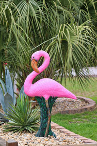 Close-up of pink flower on plant