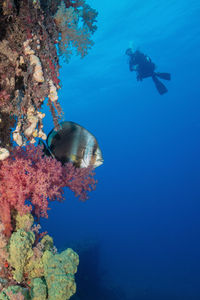 Colorful reef of the red sea at abu nuhas 